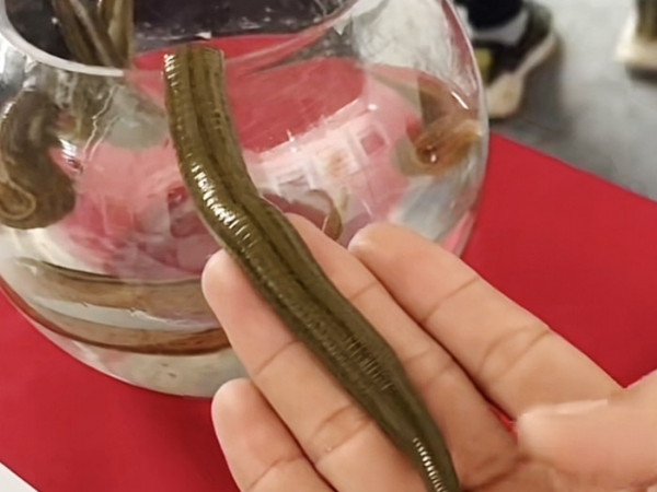 small4_17111956919457792 维多利亚老品牌vic成苗