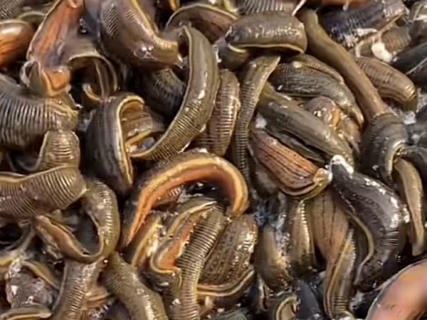 small4_17111957108211393 维多利亚老品牌vic成苗