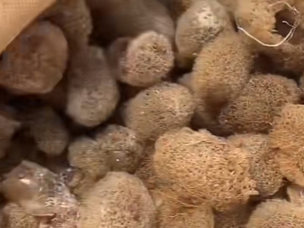维多利亚老品牌vic(中国集团)官方网站 维多利亚老品牌vic的人工滋生手艺