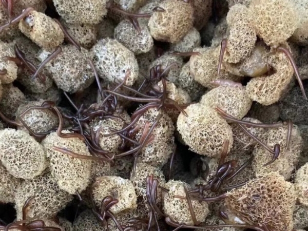 维多利亚老品牌vic(中国集团)官方网站 维多利亚老品牌vic养殖手艺履历和技巧浅谈